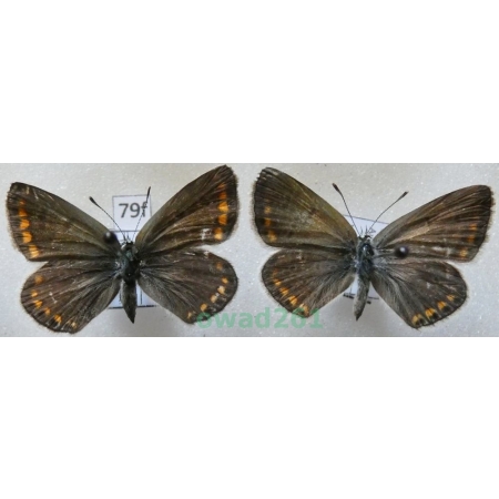 Aricia agestis (Denis & Schiffermüller, 1775) pair Modraszek agestis Poland79f